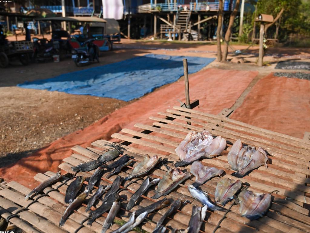 អត្ថប្រយោជន៍នៃត្រីសម្រាប់សុខភាពនិងអាហារូបត្ថម្ភ
